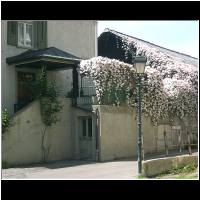 weisse Blumen.jpg